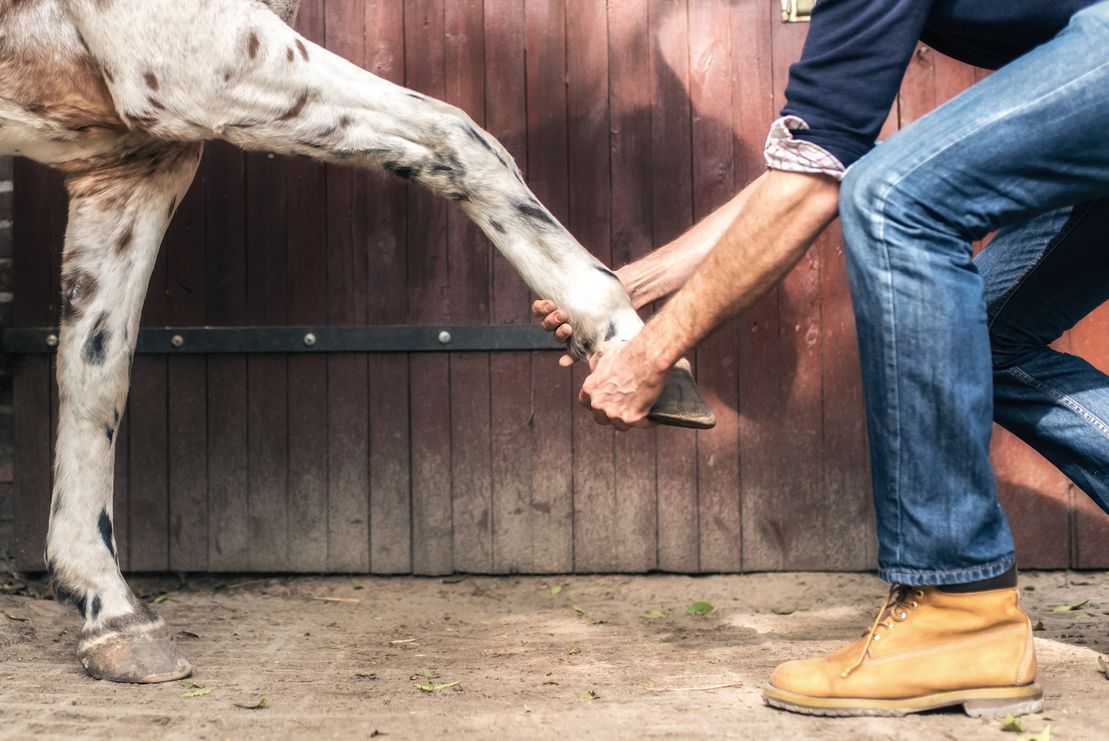 Pferdeosteopath hilft einem Pferd